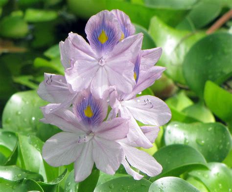 National Invasive Species Awareness Week: Water Hyacinth, 41% OFF