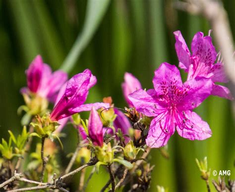 Solve Azalea Jigsaw Puzzle Online With 12 Pieces