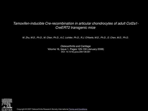 Tamoxifen Inducible Cre Recombination In Articular Chondrocytes Of