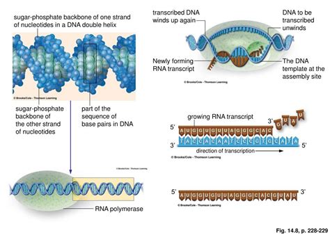 Ppt Chapter 14 Gene Expression Powerpoint Presentation Free Download Id 1804869