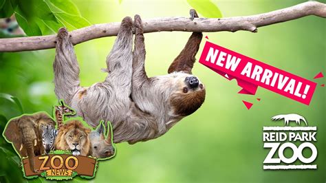 New Sloth Habitat Opens At Reid Park Zoo Youtube