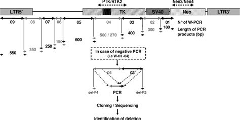 Transgene Walking Pcr Assay Starting From The Neor Gene Known To Be