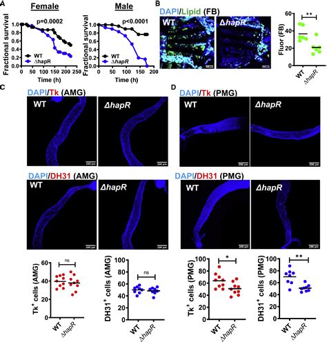 Vibrio Cholerae High Cell Density Quorum Sensing Activates The Host Intestinal Innate Immune