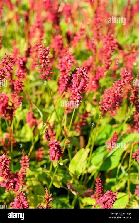 Persicaria Amplexicaulis Red Baron Fotos Und Bildmaterial In Hoher