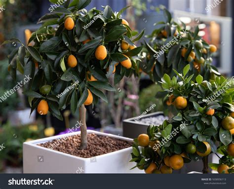 18 Fruit Bearing Houseplants Images Stock Photos And Vectors Shutterstock