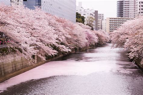 D Nde Y Cu Ndo Ver Cerezos En Flor En Tokio En Portal Oficial De