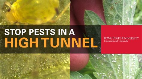 How To Protect Your Plants From Pests In A High Tunnel Youtube