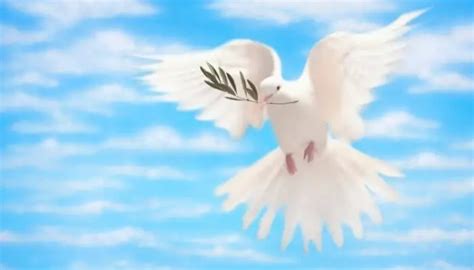 Dove With Olive Branch: Meaning & Symbolism – Pigeonpedia