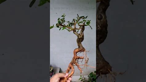 Bonsai Wacang Wahong Sancang YouTube