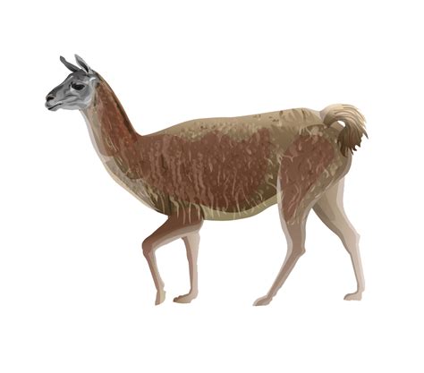 Walking Llama Png Transparent Clipartlib