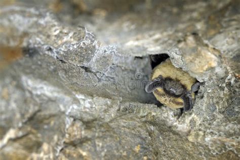 Vespertilio Murinus, Particoloured Bat, in the Nature Cave Habitat ...