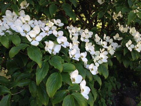 Pin By Sue Minott On Botanic Gardens Botanical Gardens Garden Plants