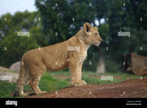 zoo, animal, animals, wild animals zoo animals lion cubs Stock Photo ...