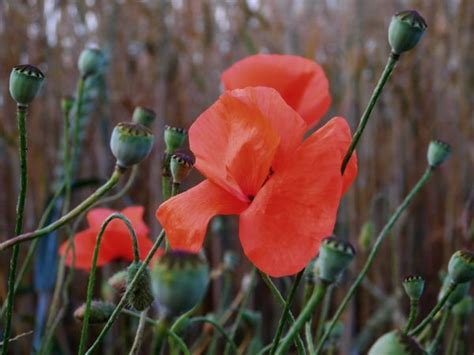 Free Images Nature Blossom Field Petal Bloom Tulip Red Flora