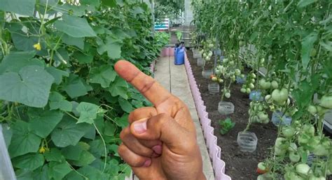 10 Enemies of Tomatoes: Plants You Should Avoid Planting Next to ...