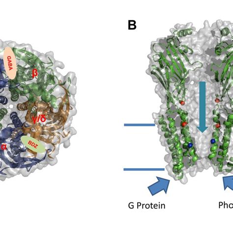 (PDF) Potentiation of Gamma Aminobutyric Acid Receptors (GABAAR) by ...