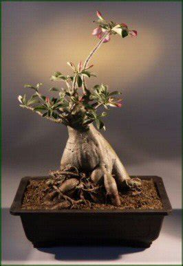 Desert Rose Bonsai Tree Adenium Obesum