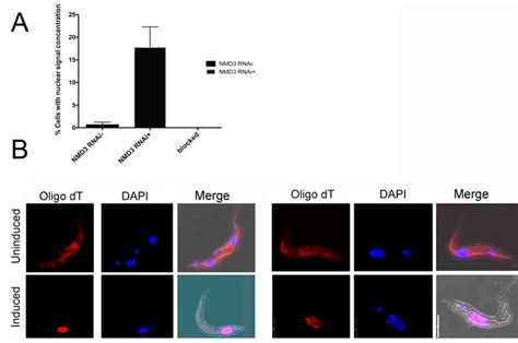 In Situ Hybridization Of Cy3 Labelled Oligo DT On Cells Induced Or