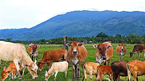 Cute Cow Roaming In The Fields Cow Videos Funny Cows Cow Grazing