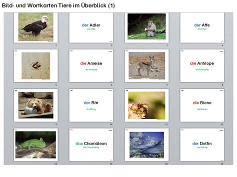 Wort Bild Karten Tiere Umfangreich Und Detailliert