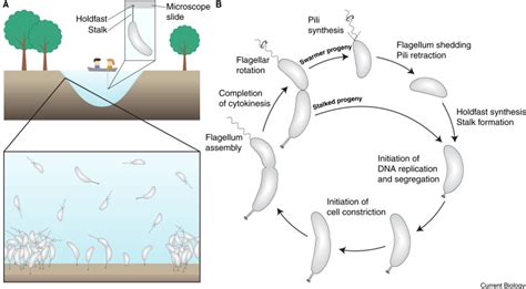 Caulobacter Crescentus Model System Extraordinaire Current Biology