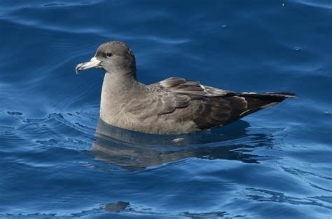 Flesh Footed Shearwater Birds Of The British Indian Ocean Territory