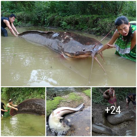 Discovering A Cave Of Giant Catfish Weighing More Than 1 Ton Made Two