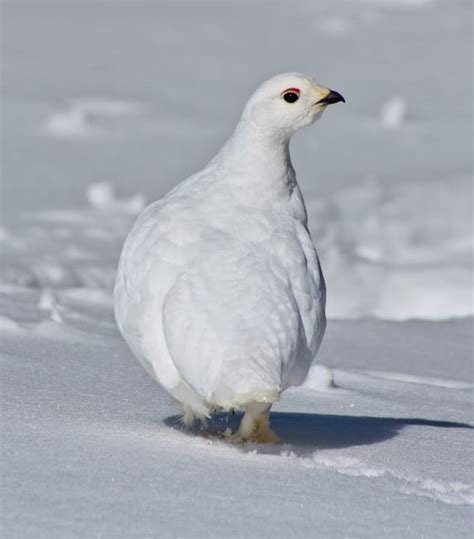 White-tailed Ptarmigan - eBirdr