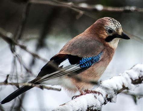 Free photo: Jay, Bird, Plumage, Winter, Cold - Free Image on Pixabay ...