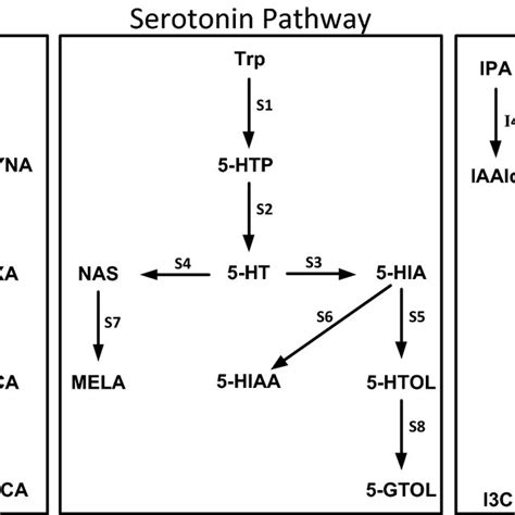 Tryptophan Metabolic Pathways Pathway Featuring The Kynurenine