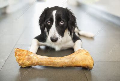 Dog eating bone on floor - Stock Image - F013/7453 - Science Photo Library