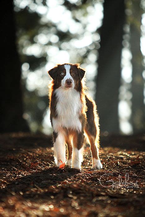 Border Collie / Australian Shepherd Mix Australian Shepherd Husky ...