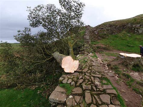 Vandals Have Cut Down The 300 Yr Old Tree At Sycamore Gap Hadrians