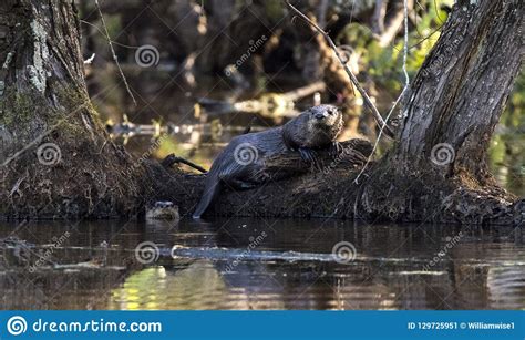 Two River Otter In Beaver Swamp Georgia Usa Stock Image Image Of