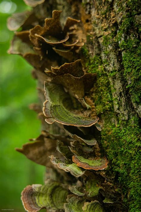 Tree Fungus Identification? : r/fungus