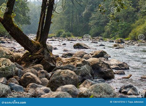 Tree Along The Boulder Filled Shoreline Of The Green River Stock Photo