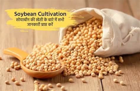 Soybean Cultivation Soybean Farming Information Soybean Cultivation