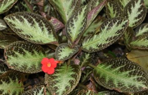 Photo Of The Entire Plant Of Flame Violet Episcia Cupreata Posted By