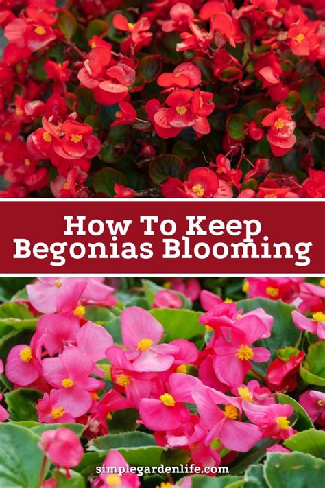 Best 13 How To Grow & Care For Stunning Begonias – Artofit