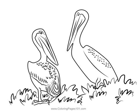 Pelican Birds Sitting On Tree Branch Coloring Page For Kids Free