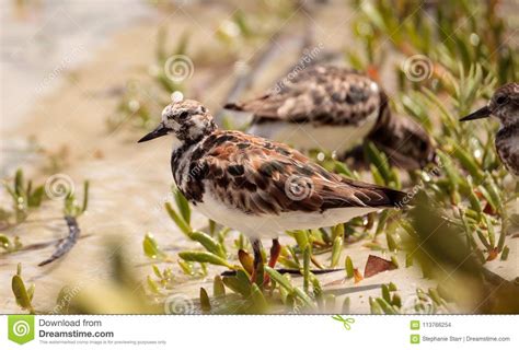 Nesting Ruddy Turnstone Wading Bird Arenaria Interpres Stock Photo