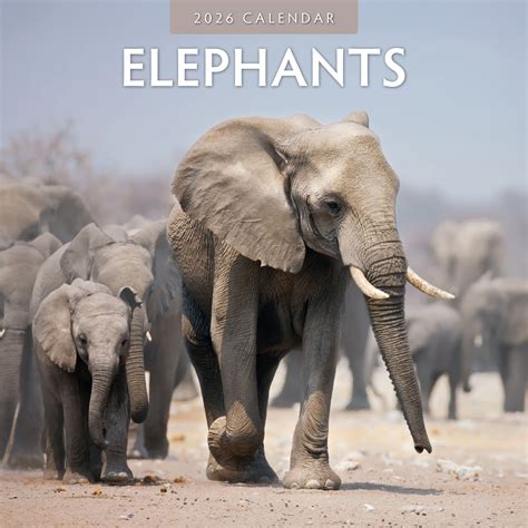 Buying Elephant Calendar 2026? Quick and easy online