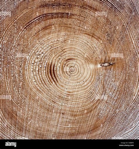 Growth Rings Of A Spruce Tree Cross Section Horizontal Cut Through An