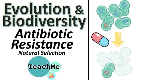 5 2 Antibiotic Resistance Natural Selection Ib Biology Teachme Youtube