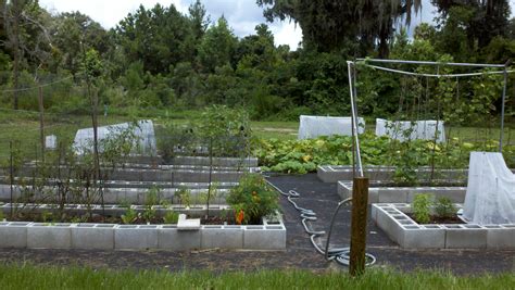 Growin' Crazy Acres Heirloom Seed Farm - Growin Crazy Acres