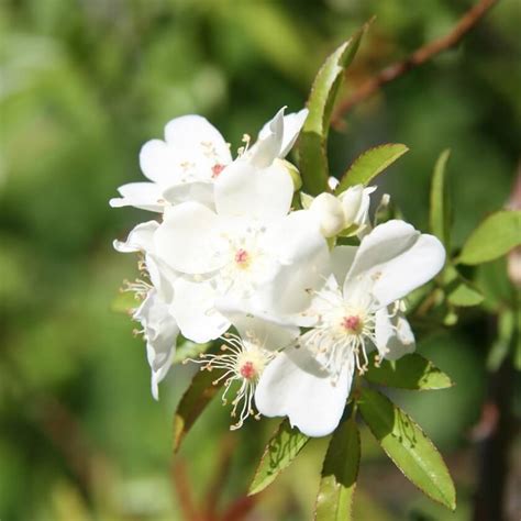 Banks Rose / Rosa banksiae