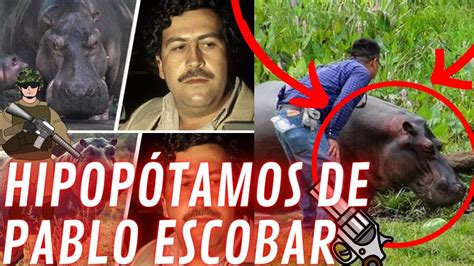 Narco Hipopotamos De Pablo Escobar Que Invaden Colombia Mas De 130 Youtube