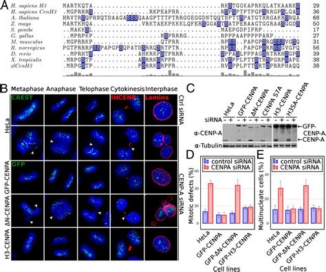 Phosphorylation Of The CENP A Amino Terminus In Mitotic Centromeric