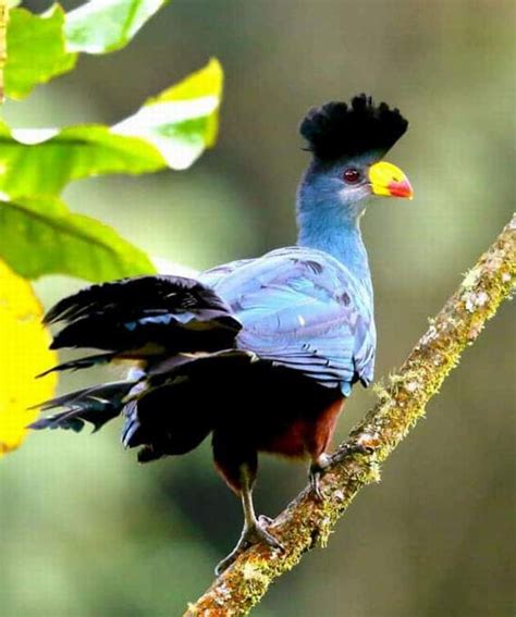 Days Turaco Kenya Birding Safari Package