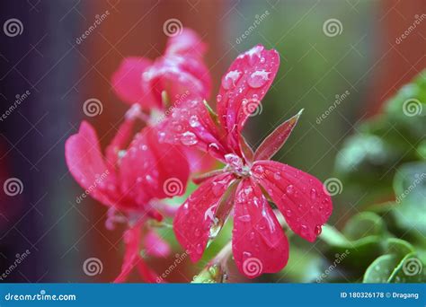 Blume Nach Regen Blume Mit Regentropfen Blume Auf Dem Regen